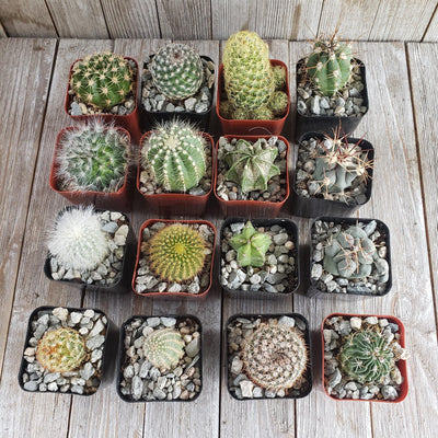 Assorted 2-Inch Cactus (12-Pack)