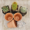 3- 2.5 inch cactus in terracotta pots