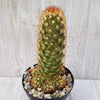 Copper King Cactus - Mammillaria elongata ‘Copper King’