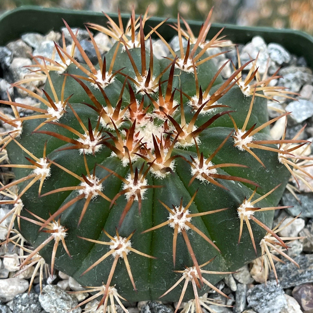 Melocactus conoideus