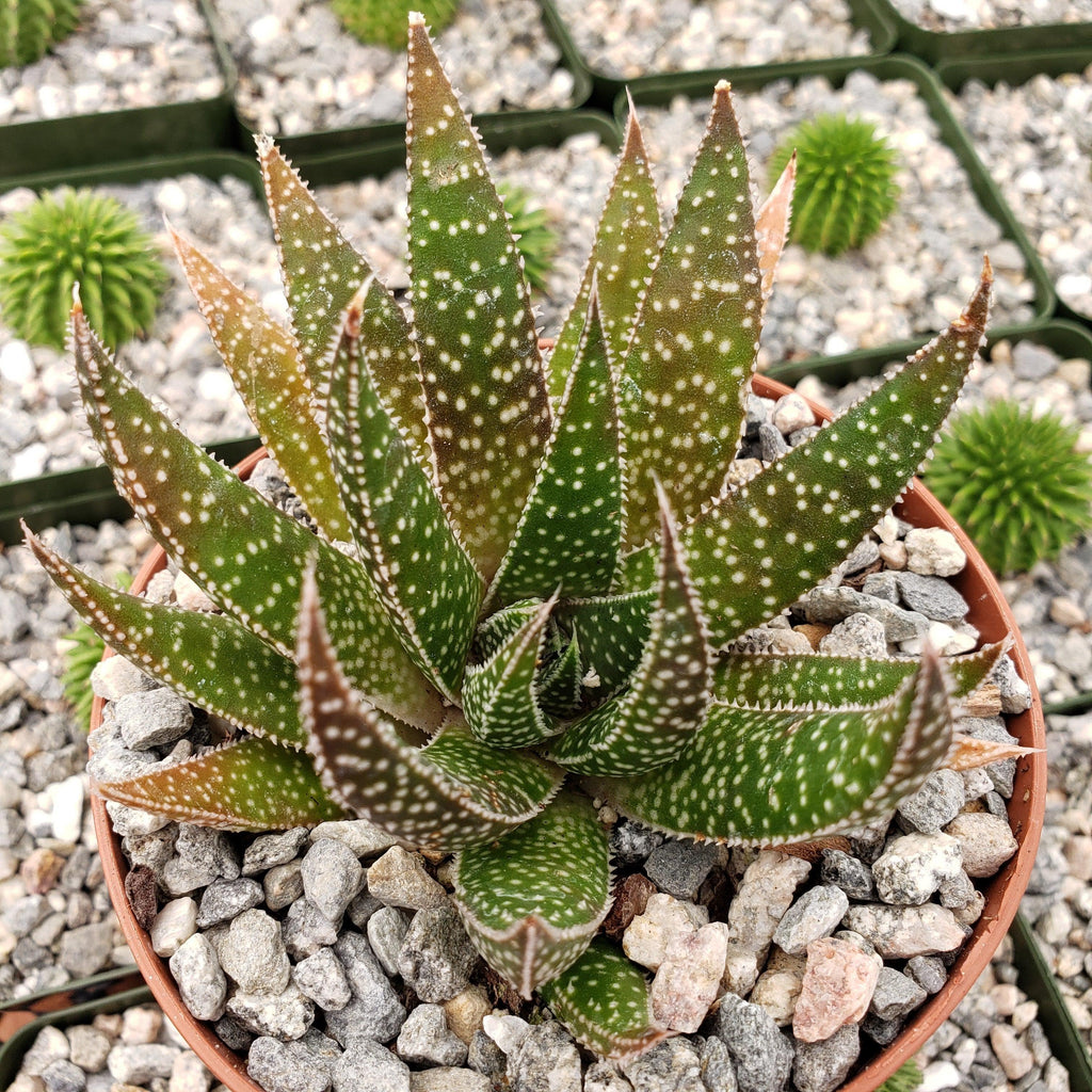 Gasteraloe beguinii lizard tail