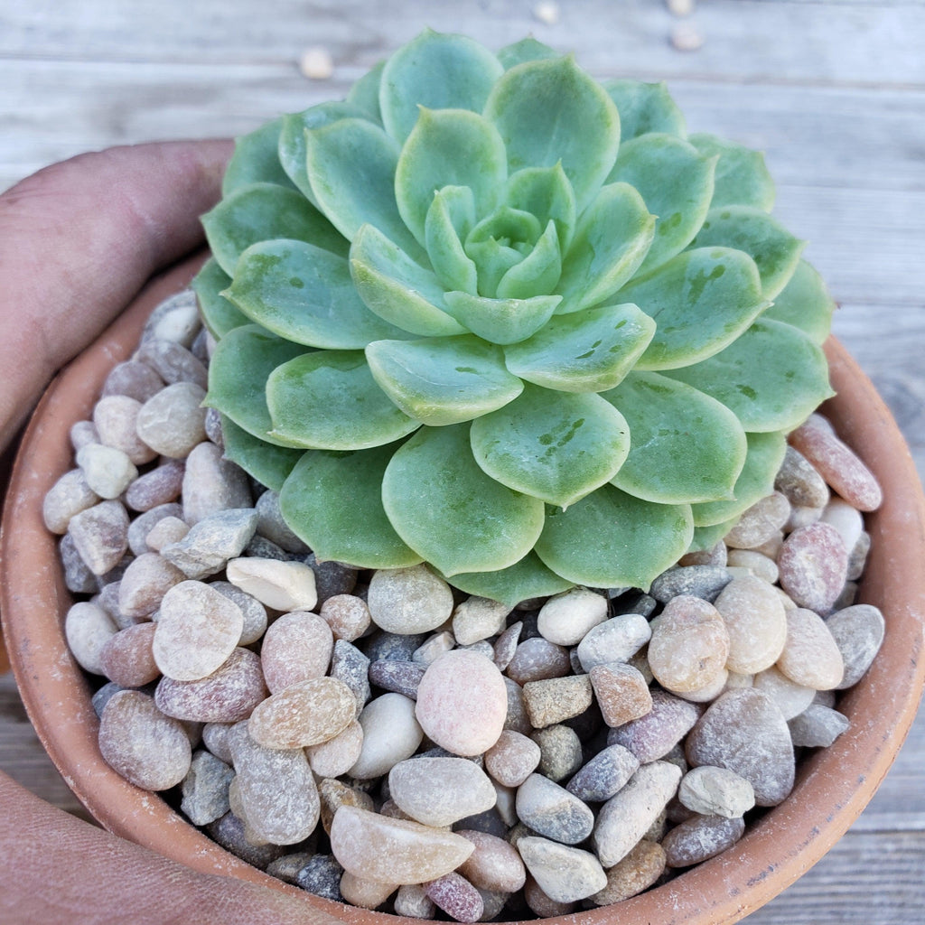 pebble river rock Cactus and Succulent Top Soil Dressing