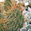 Opuntia rhodantha pad cutting