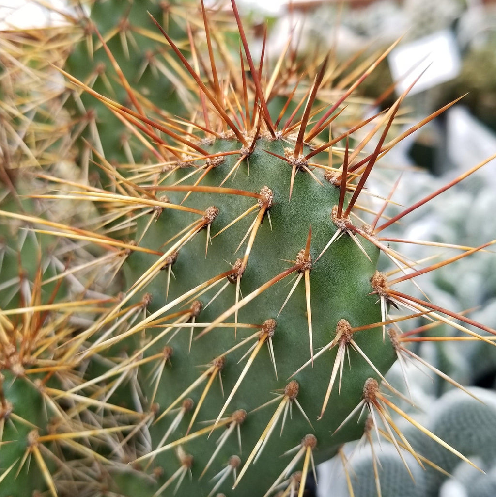 Opuntia rhodantha pad cutting