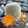 Rebutia muscula