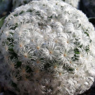 Feather Cactus ‘Mammillaria pulmosa’