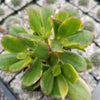 Crassula oblicua Lemon n Lime