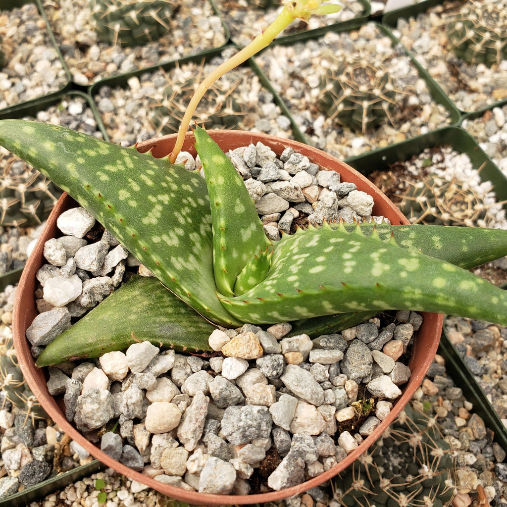 Aloe greatheadii davyana