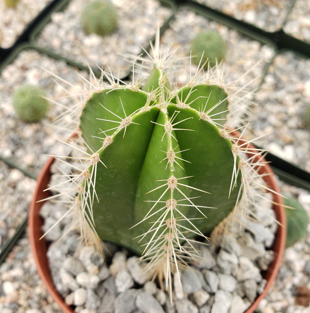 Stenocereus dumortieri