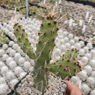 Opuntia consolea falcata cutting