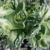 Faucaria tuberculosa soto