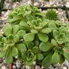 aeonium bethencourtianum