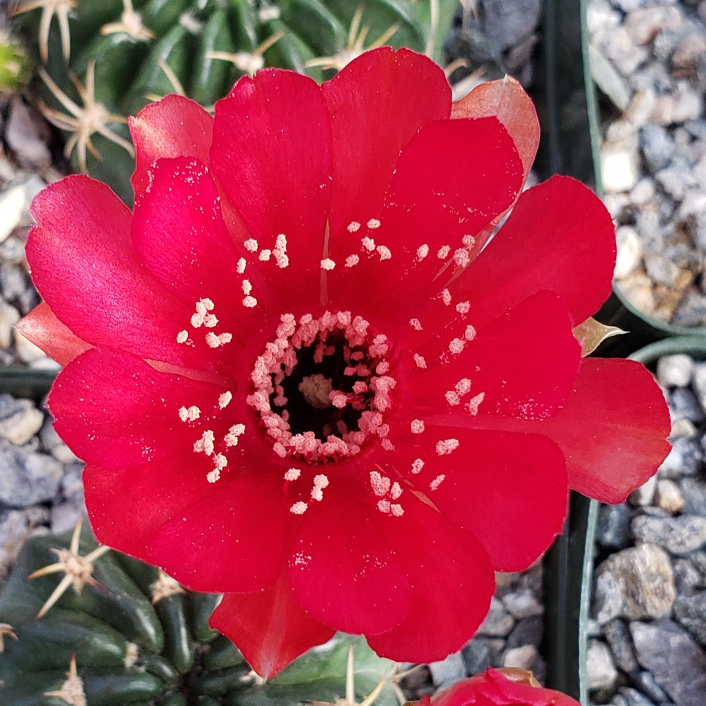 Lobivia pojoensis grandiflora