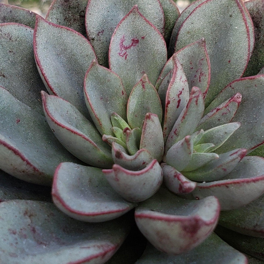 Echeveria moranii
