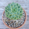 White Criva River Rock Cactus and Succulent Top Soil Dressing