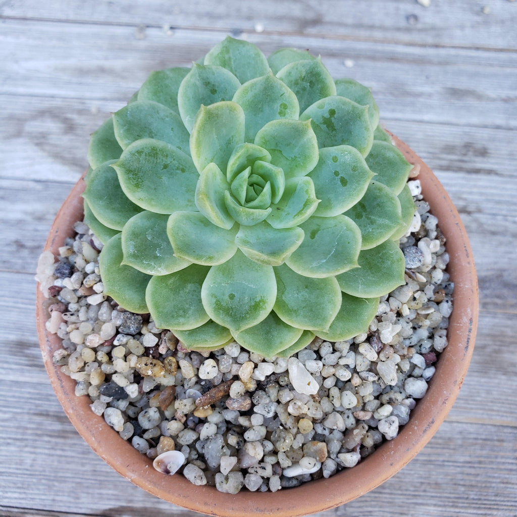 White Criva River Rock Cactus and Succulent Top Soil Dressing