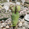 Euphorbia cooperi