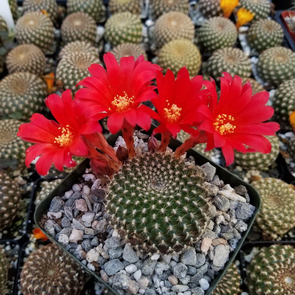Rebutia krainziana