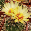 Hamatocactus setispinus