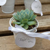 3 mini succulents in tin pails wedding or party favor arrangements