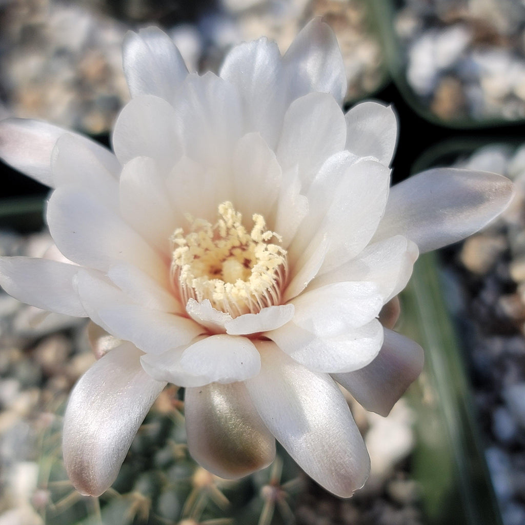 Gymnocalycium amerhauseri