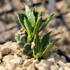 Monadenium stapelioides