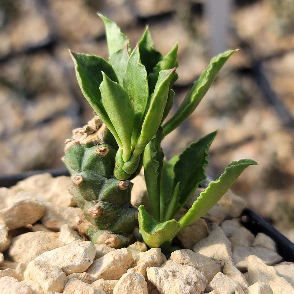 Monadenium stapelioides