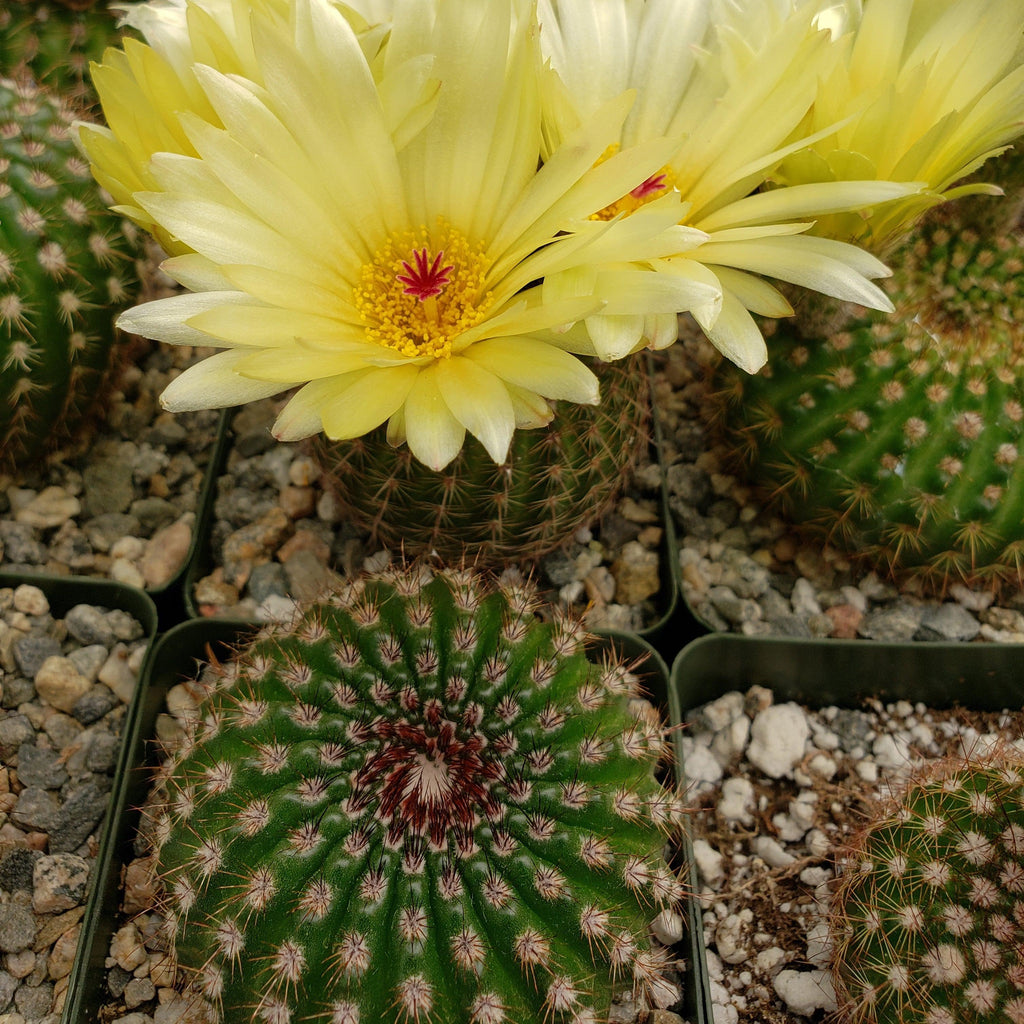 Sun Cup - Notocactus agnetae