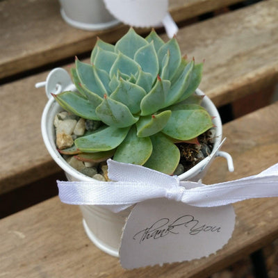 3 mini succulents in tin pails wedding or party favor arrangements