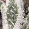 Opuntia Snow Fuzzy cutting