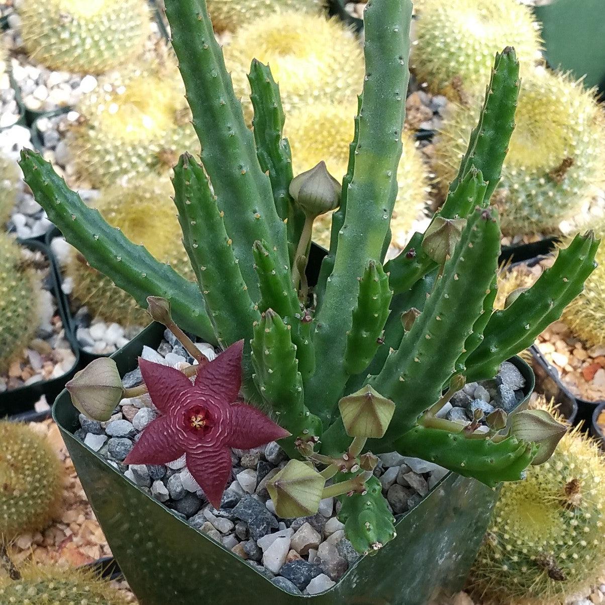 succulent star shaped flower Stapelia scitula