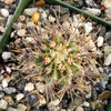 Echinopsis melanopotamica