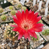 Lobivia Echinopsis hertrichiana