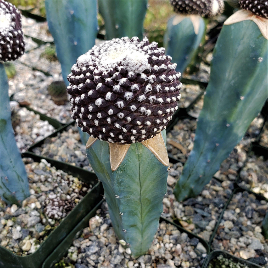Copiapoa tenuissima grafted Large