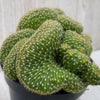 Echinopsis minima cristata