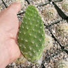 Opuntia Snow Fuzzy cutting