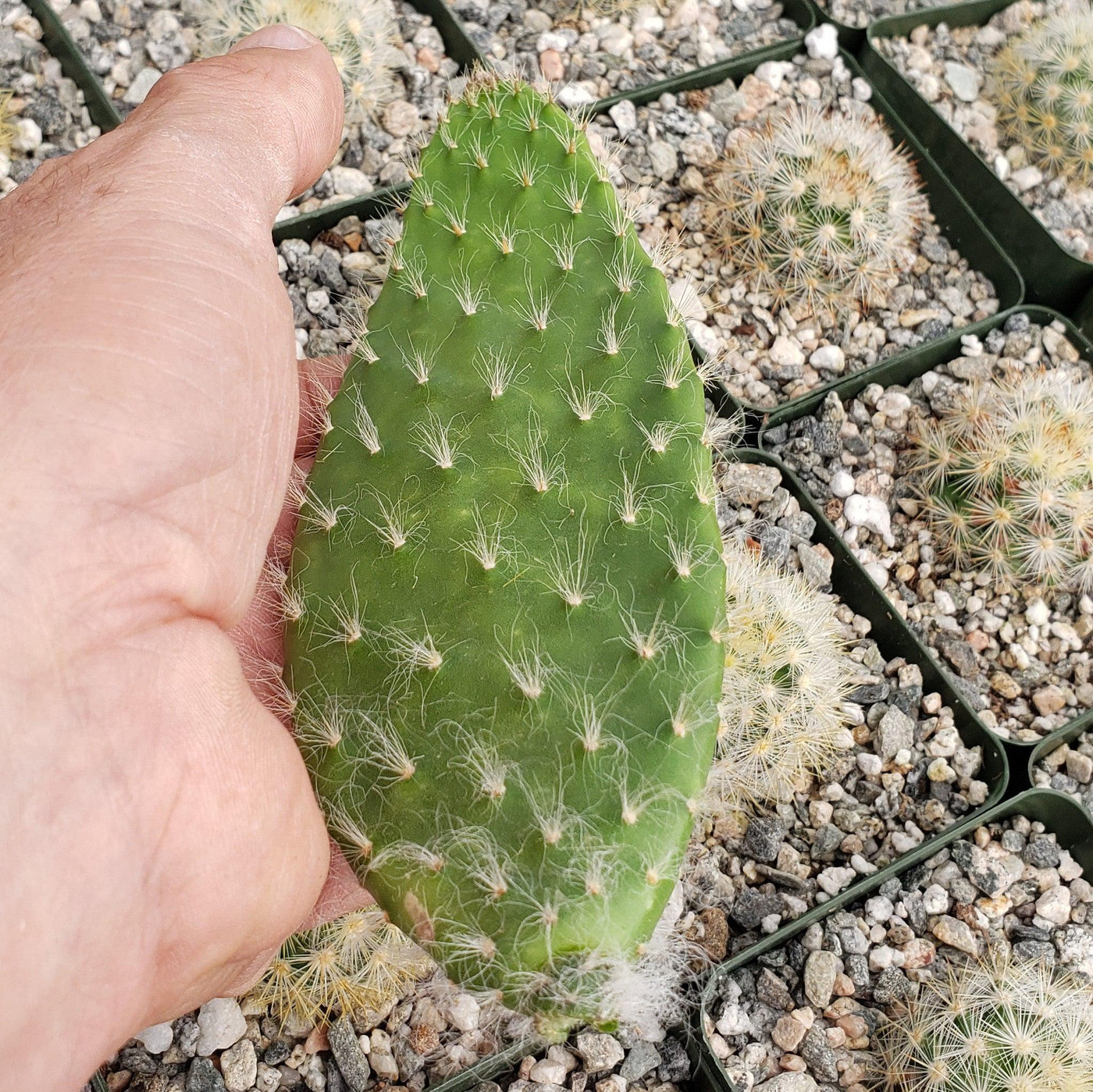 snowy prickly pear cactus Opuntia Snow Fuzzy cutting – Planet Desert