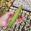 Hylocereus undatus Pitahaya Dragon Fruit cutting