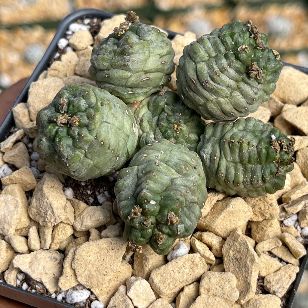 Euphorbia pseudoglobosa green