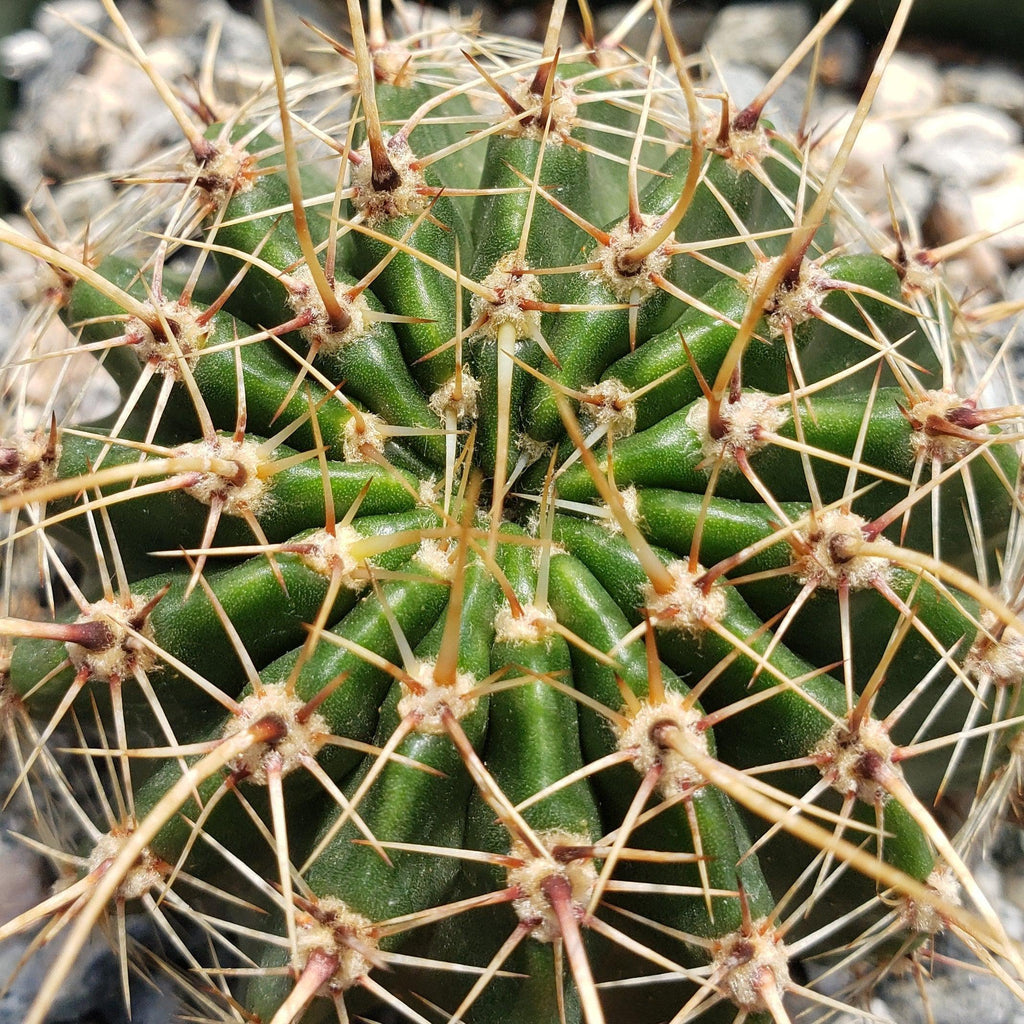 Echinopsis Sierra Grandensis