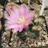 Gymnocalycium neuhuberi