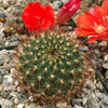 Rebutia kupperiana