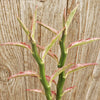 Pedilanthus tithymaloides variegated