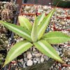 Agave lophantha splendida – Center Stripe Agave