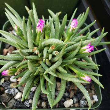 perennial succulent with pink flowers Buy One-Of-A-Kind Marlohistella Stenophylla