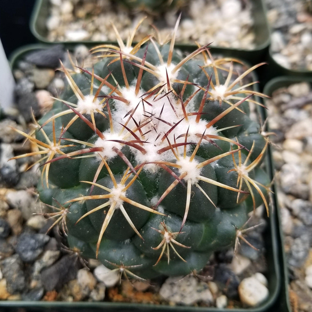 Coryphanta greenwoodii