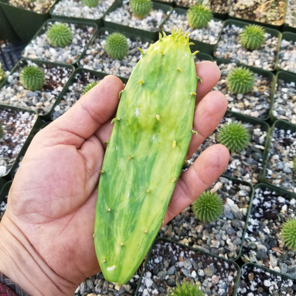 Opuntia stardust pad cutting