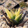 Haworthia limifolia variegata