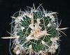 Echinofossulocactus palmillas brain plant