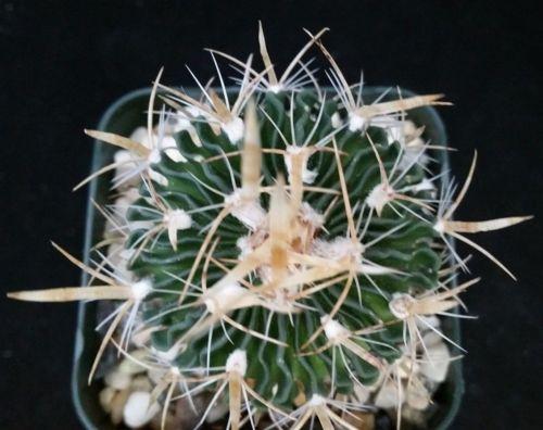 Echinofossulocactus palmillas brain plant